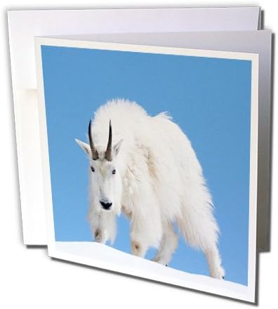 3дРоуз щата Вашингтон, на Дивите места Алпийски езера, Планински кози, Мъжки - Поздравителна картичка, 6 x 6, Единична (gc_251546_5)